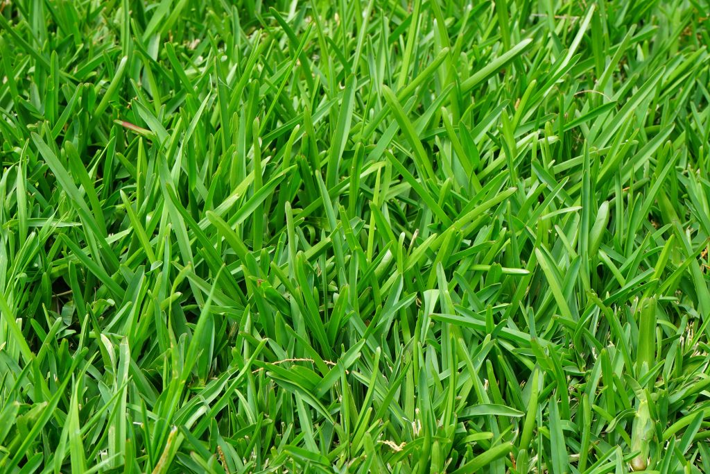 turf brisbane, premium turf brisbane,