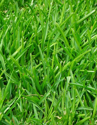 wintergreen couch turf brisbane