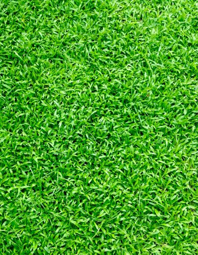 turf brisbane, turf supplier brisbane, turf supplier near me, turf ,