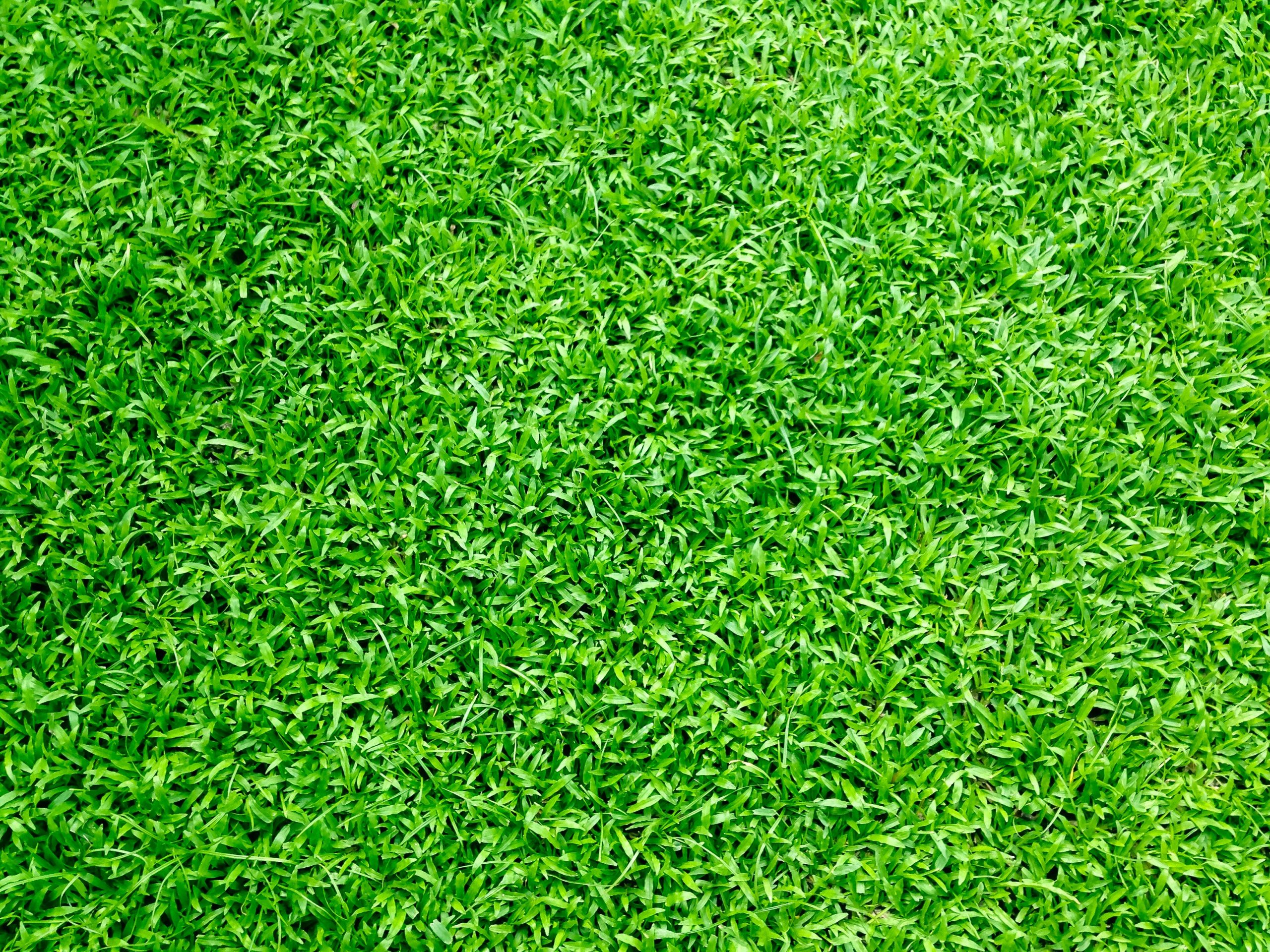 turf brisbane, turf supplier brisbane, turf supplier near me, turf ,