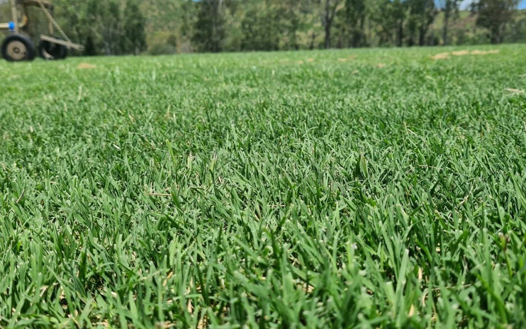 Weed Management on Your Turf in Brisbane