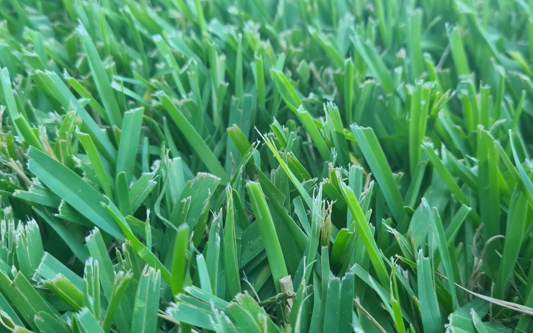 Discover Palmetto: The No.1 Selling Buffalo Turf in Brisbane