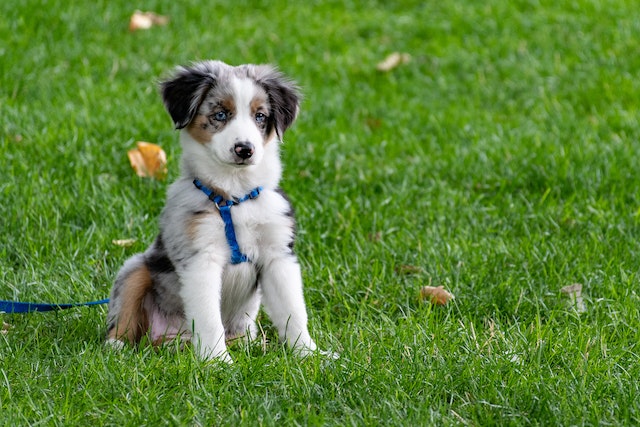 Choosing the Perfect Turf for Pet Owners in Brisbane