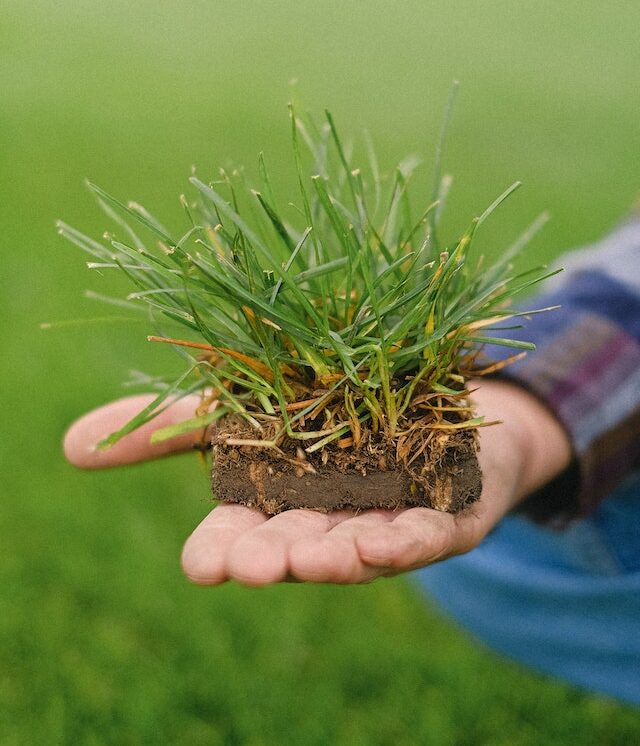 turf brisbane