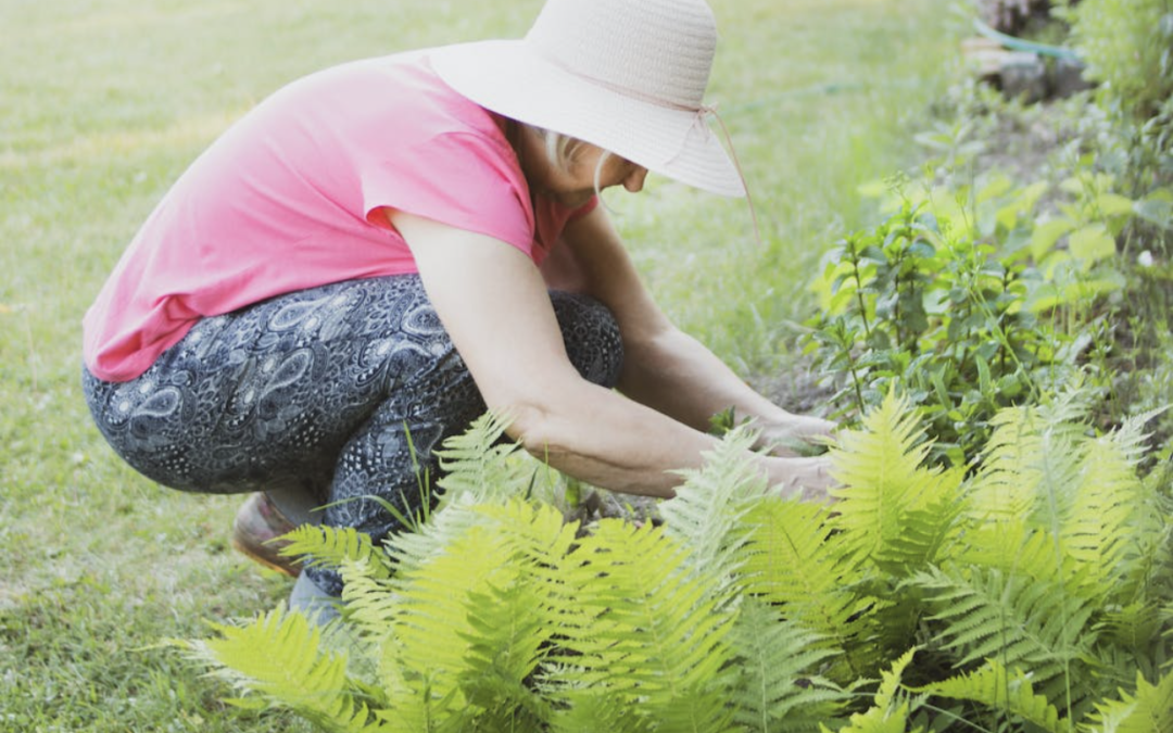 Spring Garden Care Tips for Brisbane’s Climate