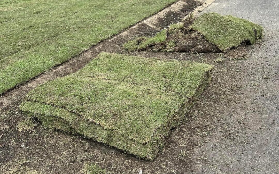 Transform Your Lawn with Empire Zoysia Turf