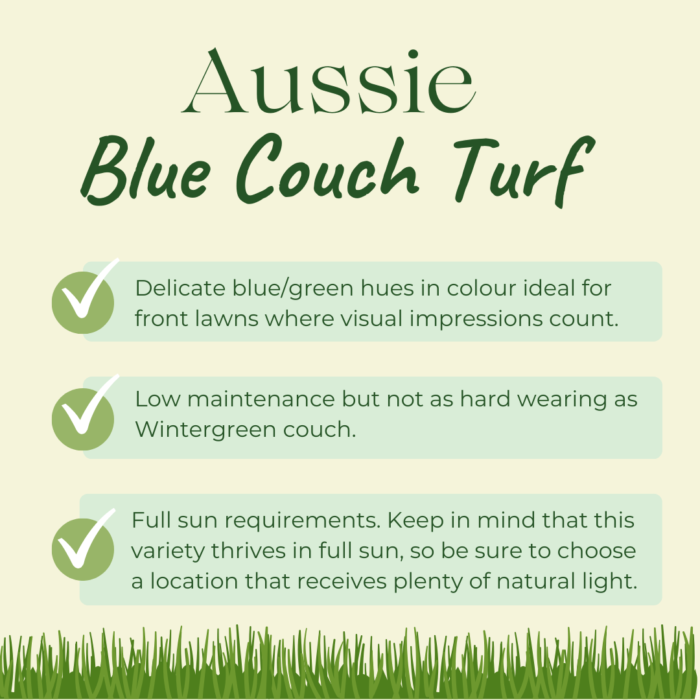 aussie blue couch aussie blue couch turf characteristics